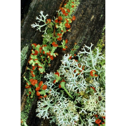 MI, British soldier plant and reindeer lichens